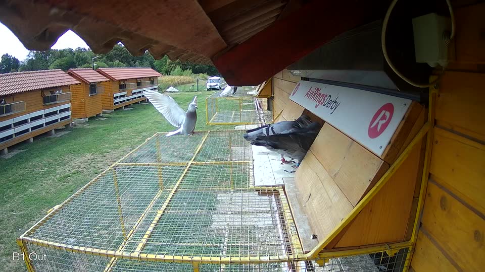 Pigeon Arrival Image For Race Race 4