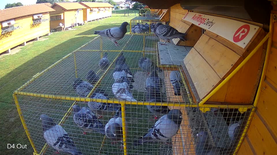 Pigeon Arrival Image For Race Race 3