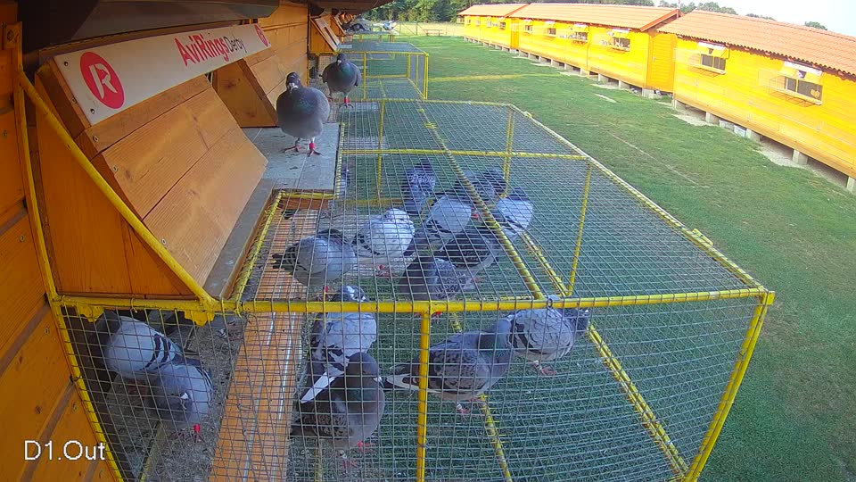 Pigeon Arrival Image For Race Race 4
