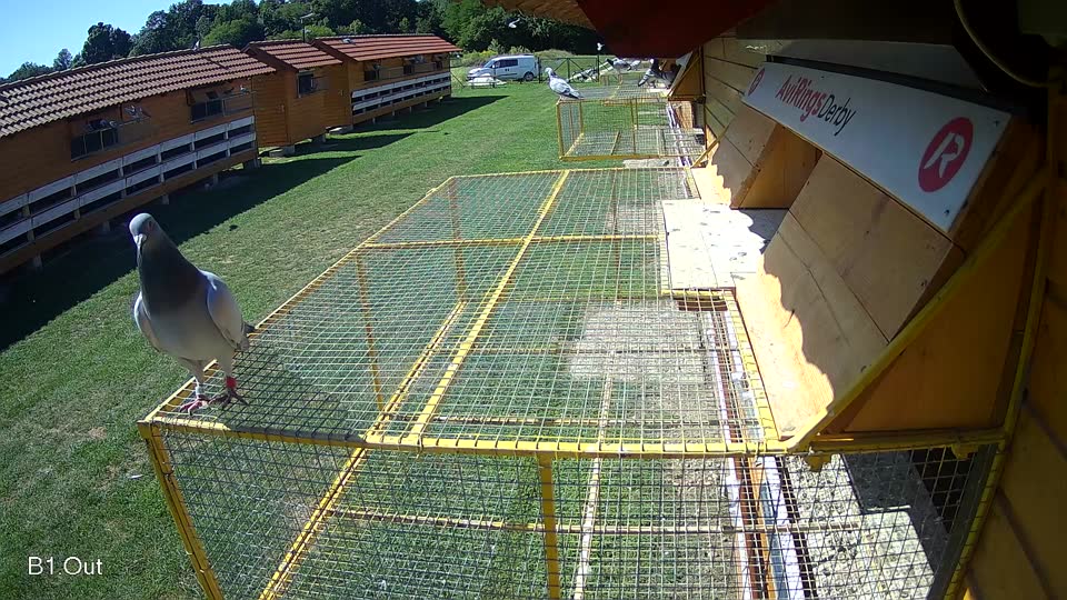 Pigeon Arrival Image For Race Race 2