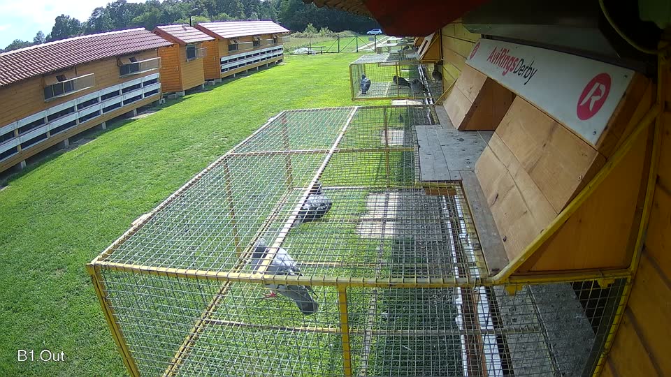 Pigeon Arrival Image For Race Final race 2