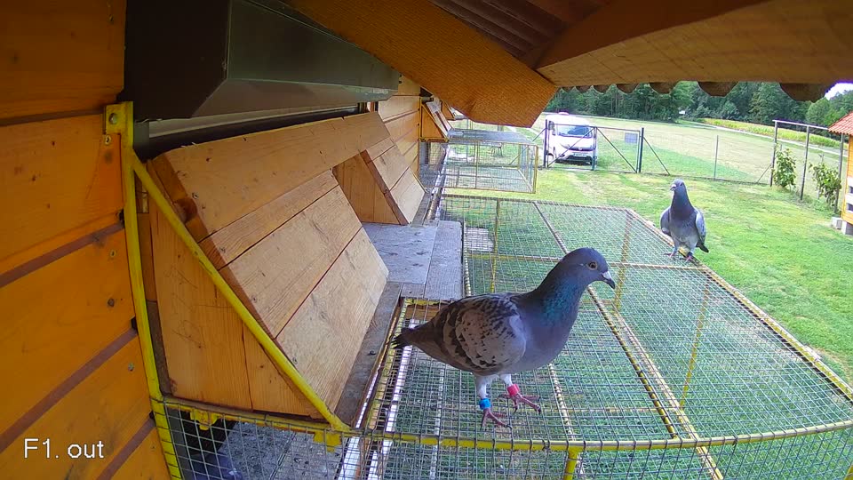 Pigeon Arrival Image For Race Race 4