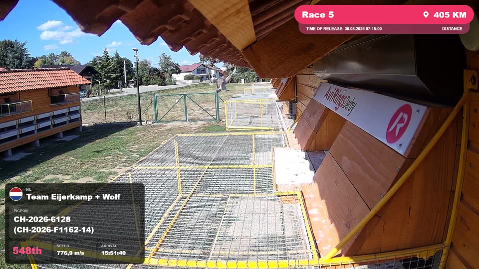 Pigeon Arrival Image For Race Race 5