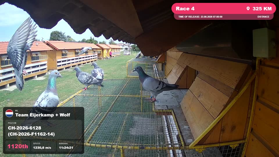 Pigeon Arrival Image For Race Race 4