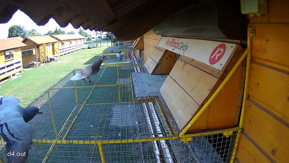 Pigeon Arrival Image For Race Race 1