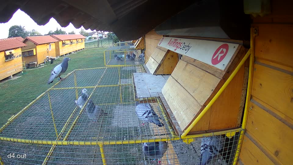 Pigeon Arrival Image For Race Race 5