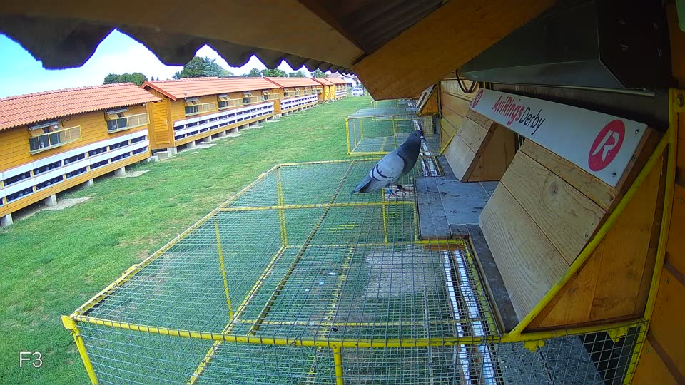 Pigeon Arrival Image For Race Race 4