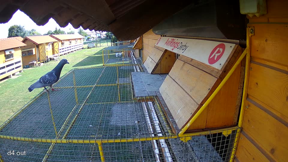 Pigeon Arrival Image For Race Race 1