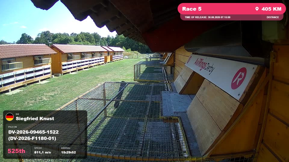 Pigeon Arrival Image For Race Race 5