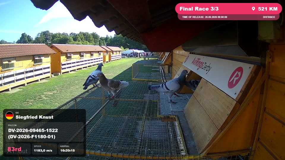 Pigeon Arrival Image For Race Final Race 3/3