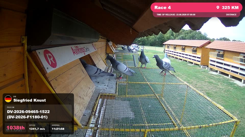 Pigeon Arrival Image For Race Race 4