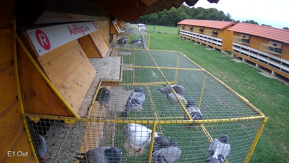 Pigeon Arrival Image For Race Race 6