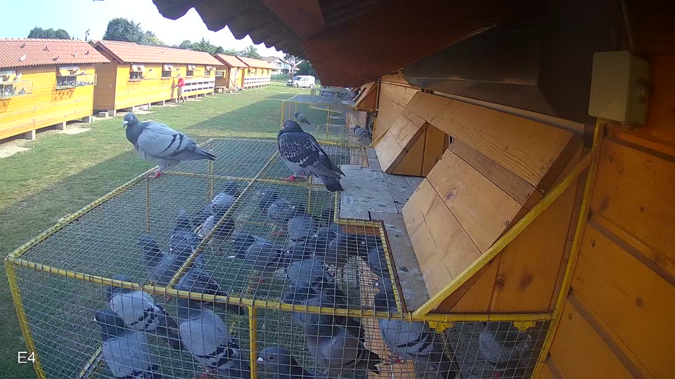 Pigeon Arrival Image For Race Race 4