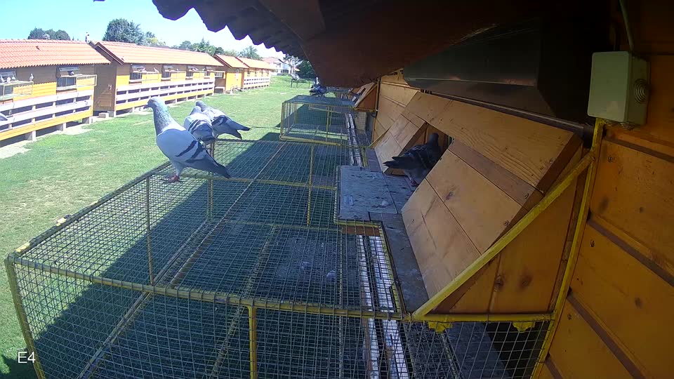 Pigeon Arrival Image For Race Race 2