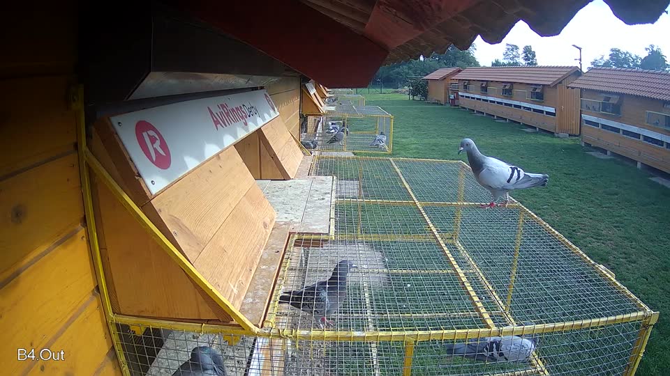 Pigeon Arrival Image For Race Final race 1