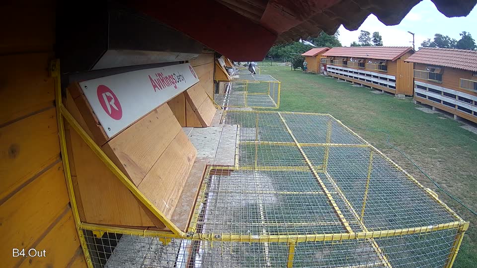 Pigeon Arrival Image For Race Race 3