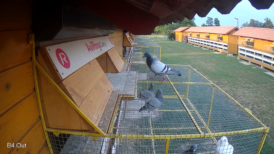 Pigeon Arrival Image For Race Race 4