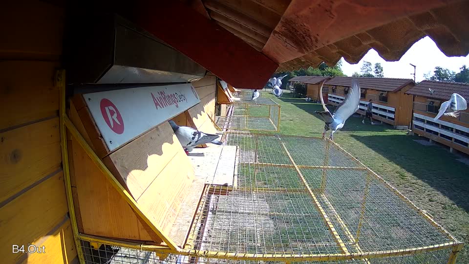 Pigeon Arrival Image For Race Race 1