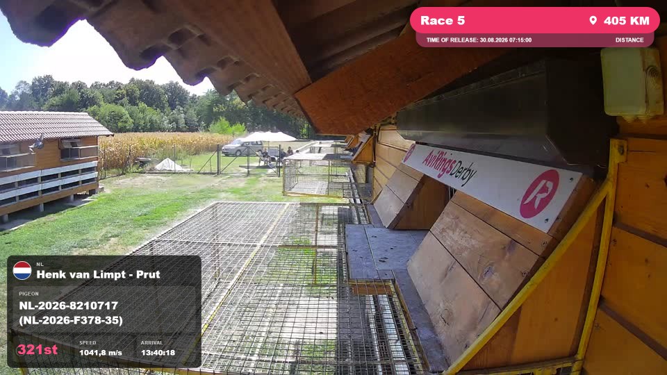 Pigeon Arrival Image For Race Race 5