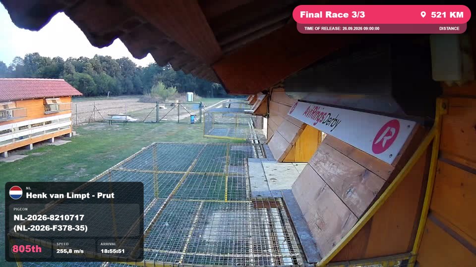Pigeon Arrival Image For Race Final Race 3/3