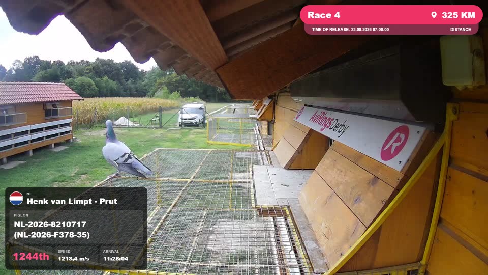 Pigeon Arrival Image For Race Race 4
