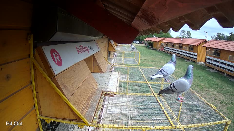 Pigeon Arrival Image For Race Race 4