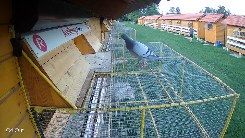 Pigeon Arrival Image For Race Race 6