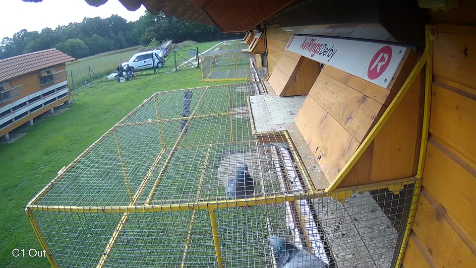 Pigeon Arrival Image For Race Final race 2
