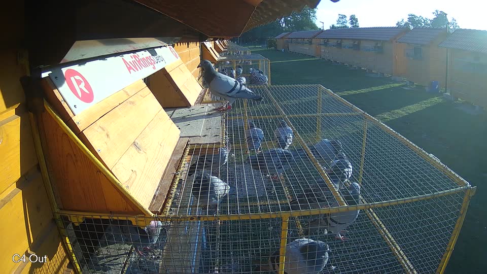 Pigeon Arrival Image For Race Race 5
