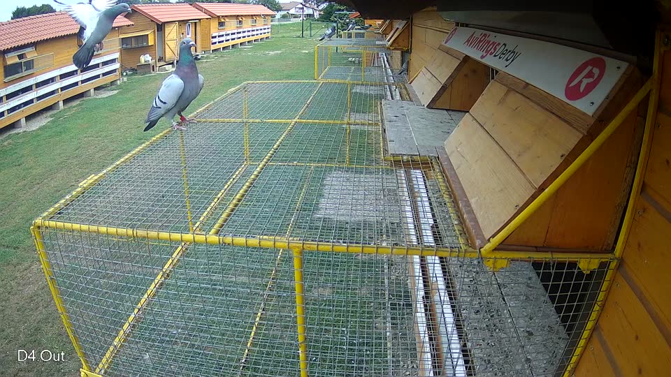 Pigeon Arrival Image For Race Race 3