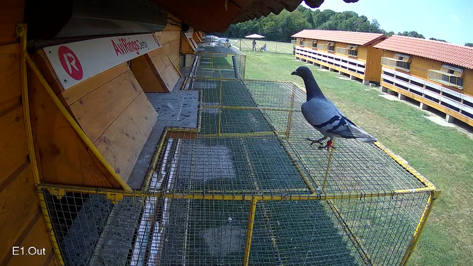 Pigeon Arrival Image For Race Race 4