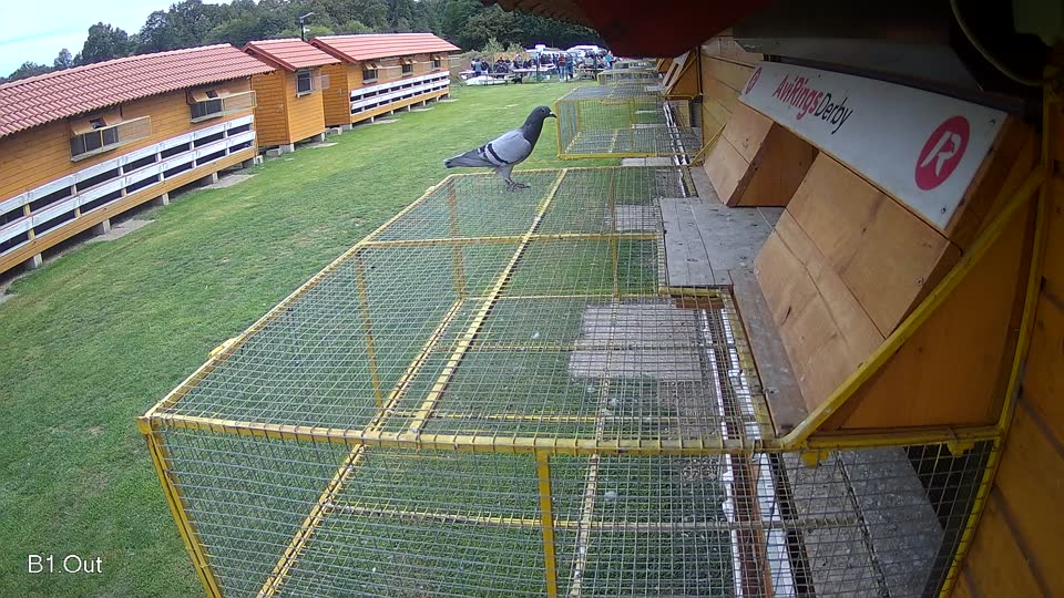 Pigeon Arrival Image For Race Final race 3