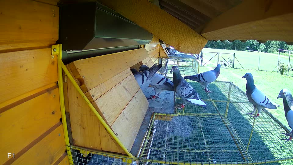 Pigeon Arrival Image For Race Race 2