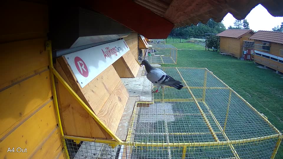 Pigeon Arrival Image For Race Final race 1