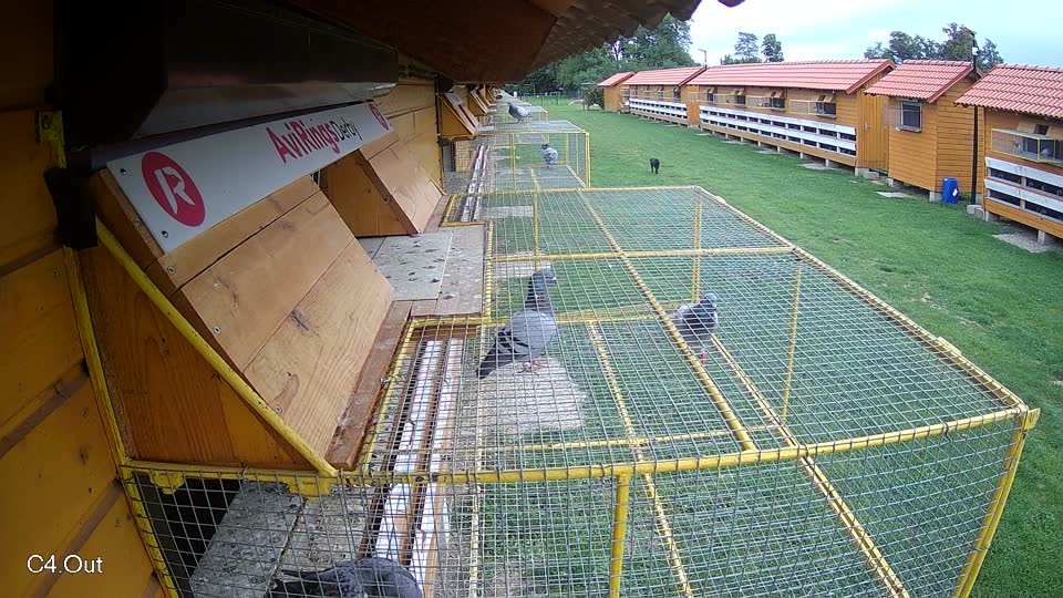 Pigeon Arrival Image For Race Race 6