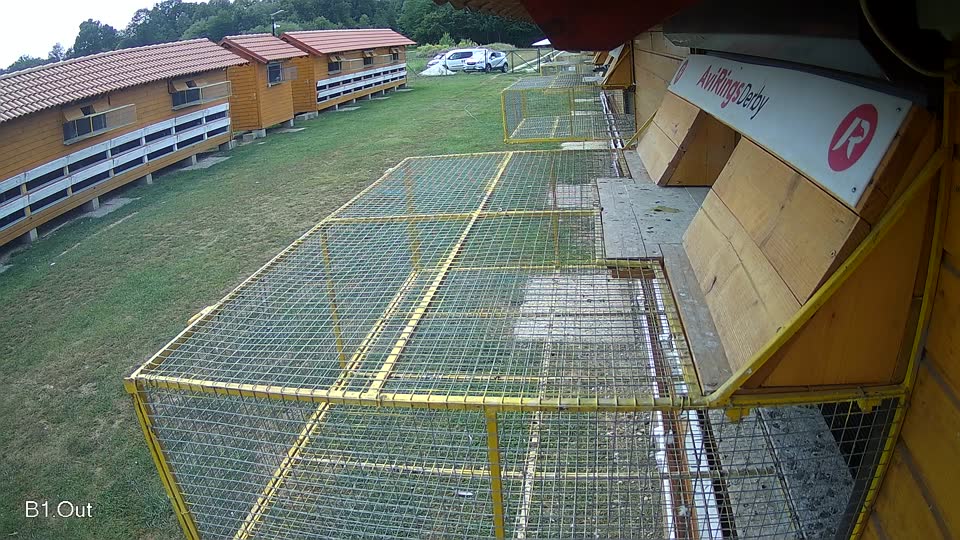 Pigeon Arrival Image For Race Race 4