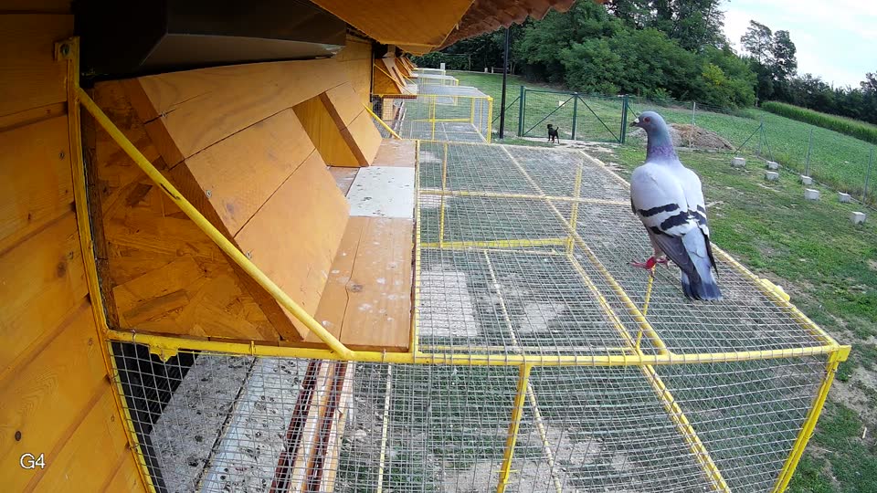 Pigeon Arrival Image For Race Race 3