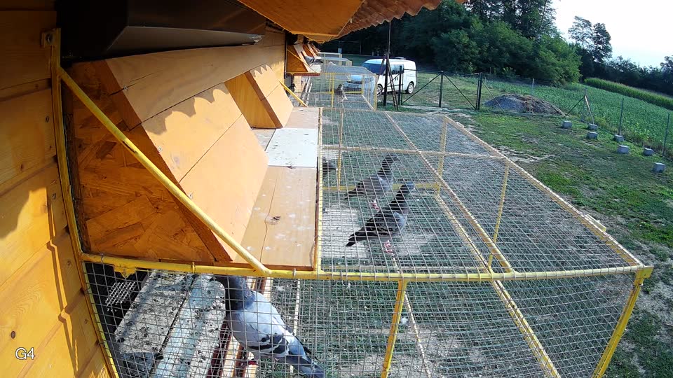 Pigeon Arrival Image For Race Race 4