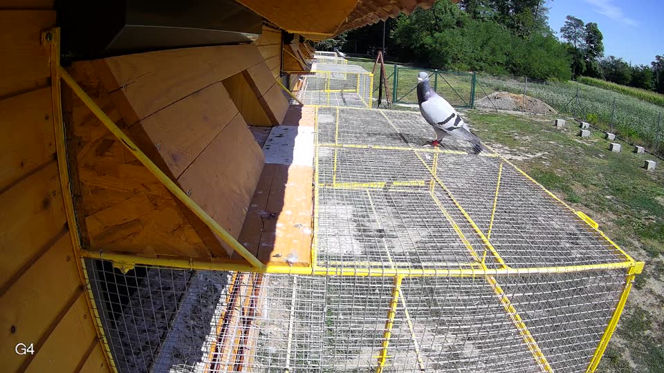 Pigeon Arrival Image For Race Race 5