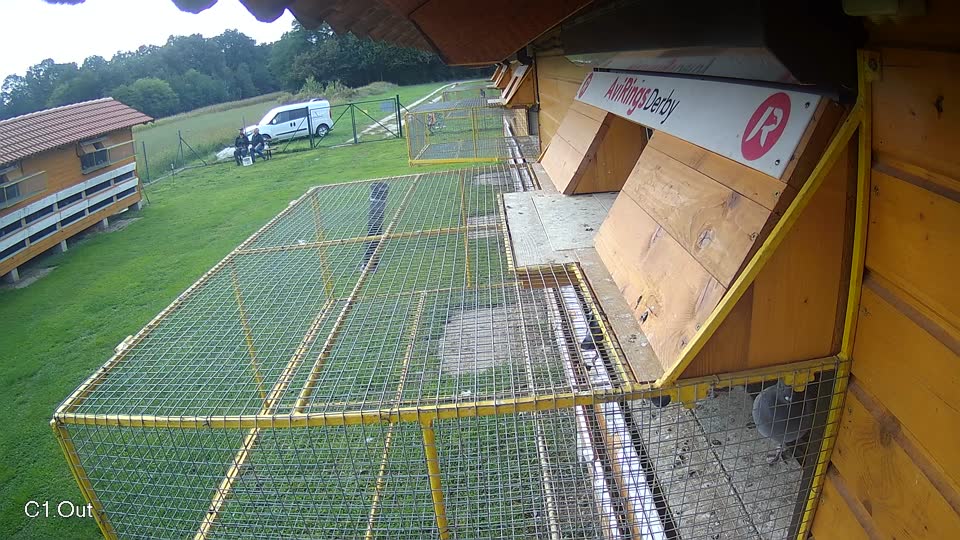 Pigeon Arrival Image For Race Final race 2
