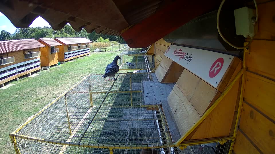 Pigeon Arrival Image For Race Race 5
