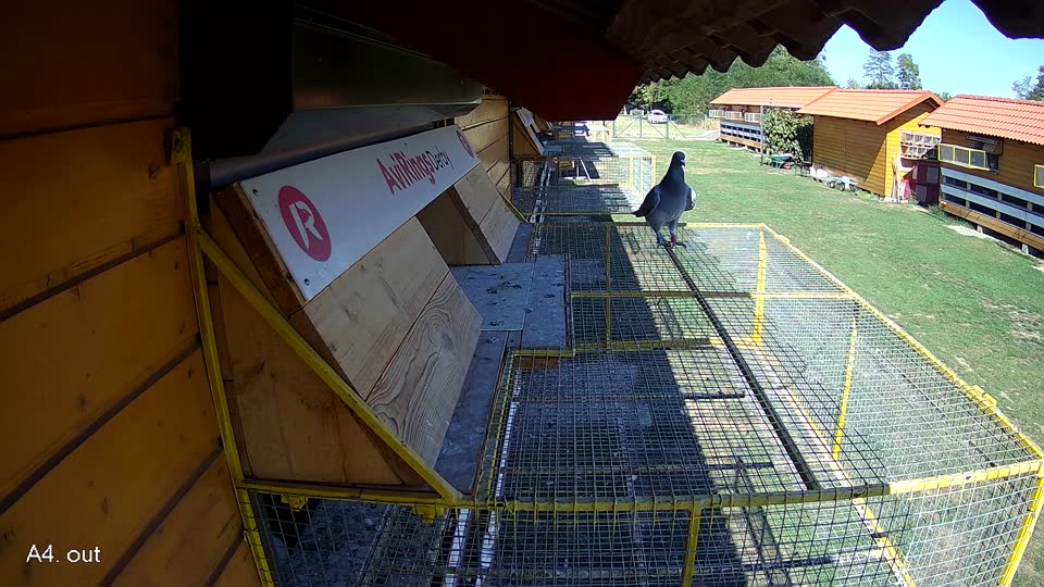 Pigeon Arrival Image For Race Final Race 1/3
