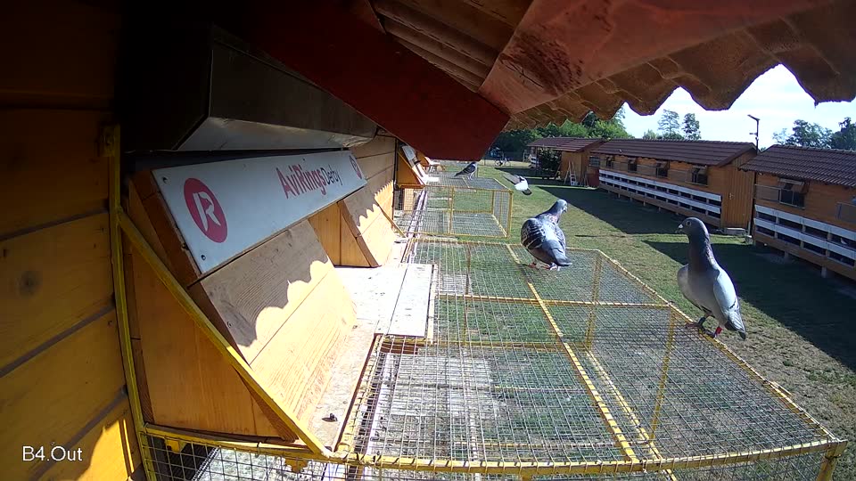 Pigeon Arrival Image For Race Race 2