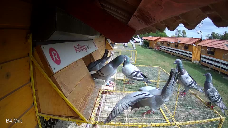 Pigeon Arrival Image For Race Race 4