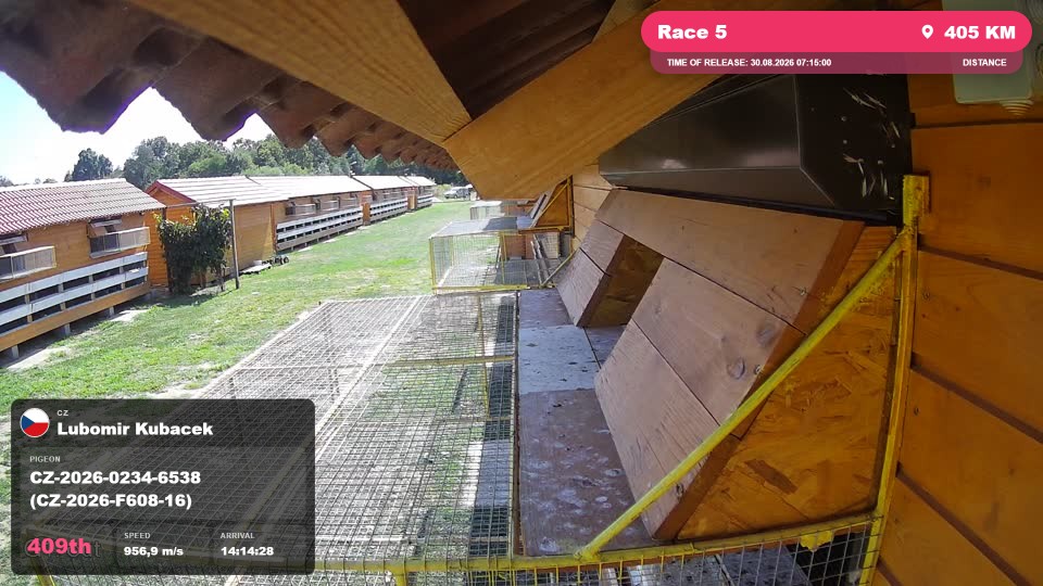 Pigeon Arrival Image For Race Race 5