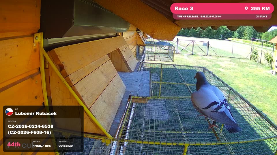Pigeon Arrival Image For Race Race 3