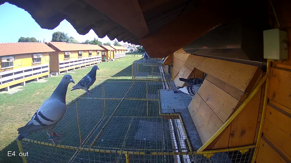 Pigeon Arrival Image For Race Race 2