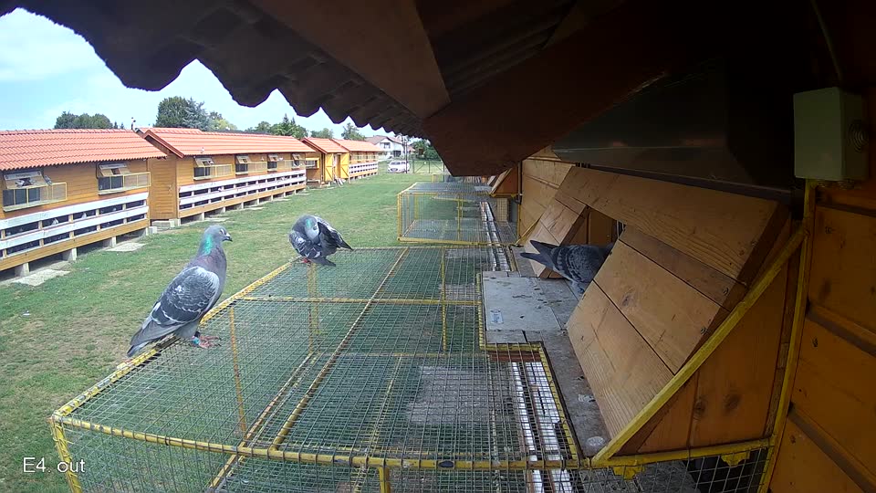 Pigeon Arrival Image For Race Race 4