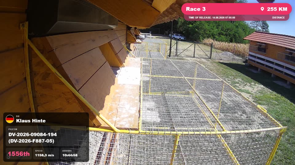 Pigeon Arrival Image For Race Race 3