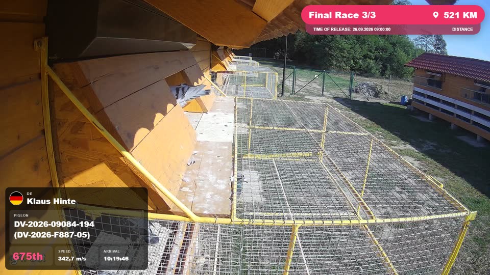 Pigeon Arrival Image For Race Final Race 3/3